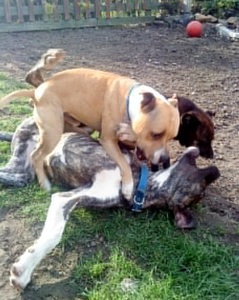 Titch - Gorgeous young Great Dane Cross Eccles3037Foster3