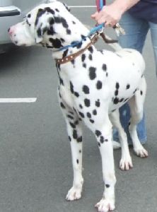 Image: Lucky