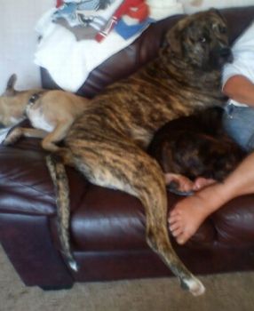 Titch - Gorgeous young Great Dane Cross Titch10