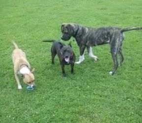 Titch - Gorgeous young Great Dane Cross Titch2
