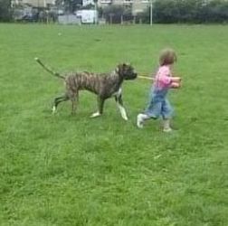 Titch - Gorgeous young Great Dane Cross Titch4