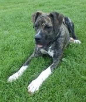 Titch - Gorgeous young Great Dane Cross Titch5