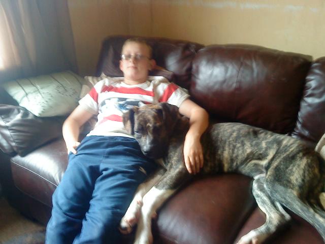 Titch - Gorgeous young Great Dane Cross TitchFoster1