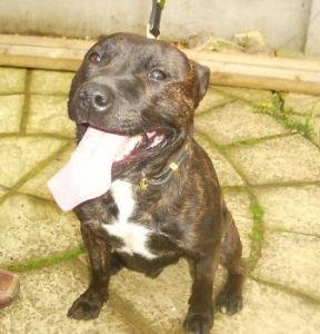 Brindle sales staffy cross