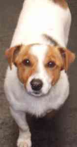 Bates the Jack Russell looking for a sponsor