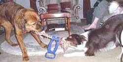 Harry the Rottweiler cross enjoying a game of tuggy with his foster brother, the wonderful collie Teddy.