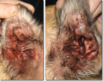 Image: Tess' Ear Problems